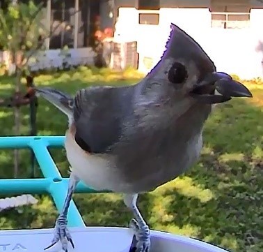 A bird standing on a metal railingDescription automatically generated