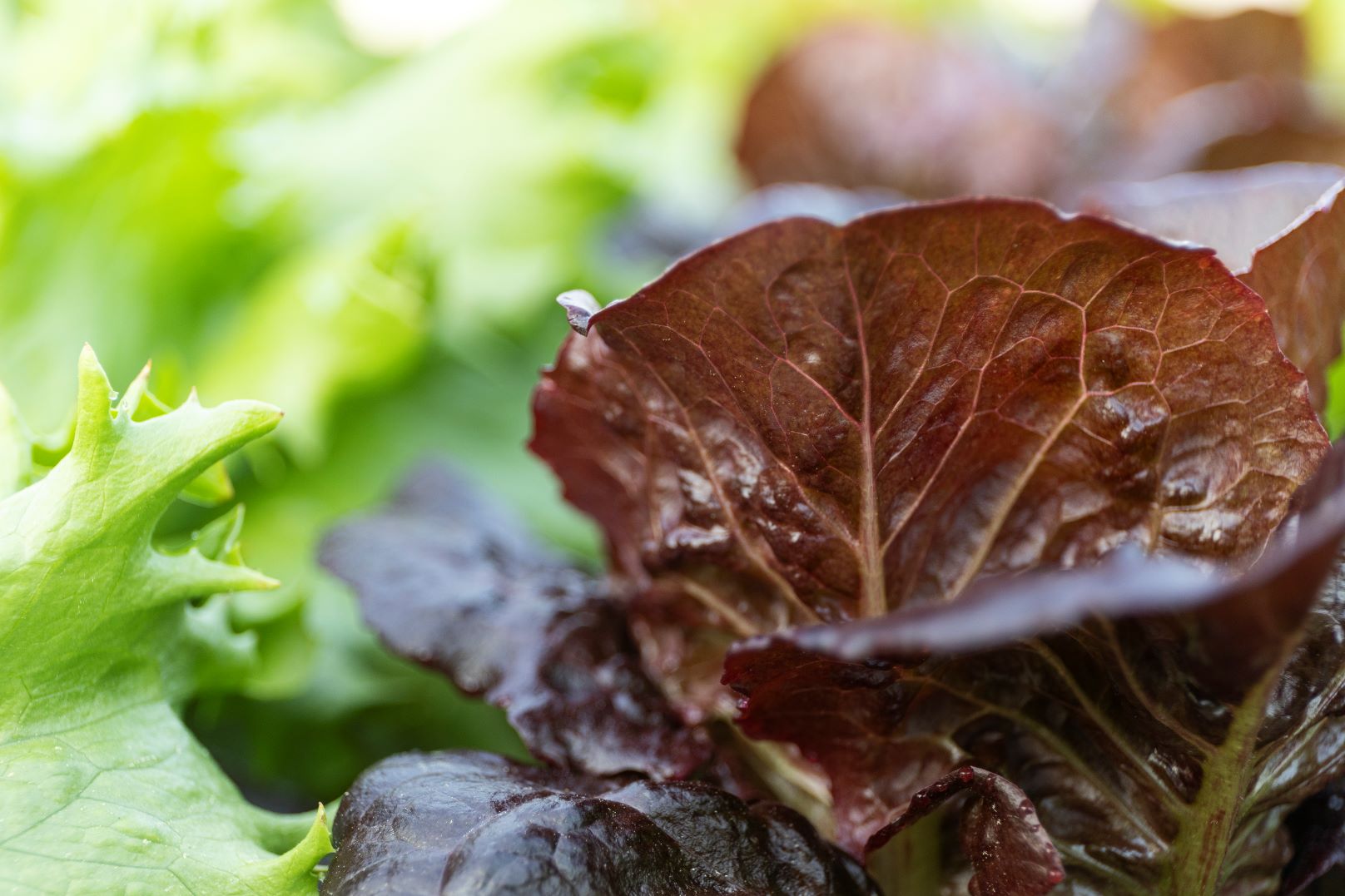 Lettuce by Cat Wofford UF/IFAS