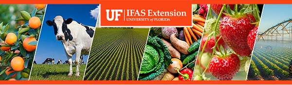 IFAS Logo Banner